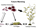 CC_futurewarming